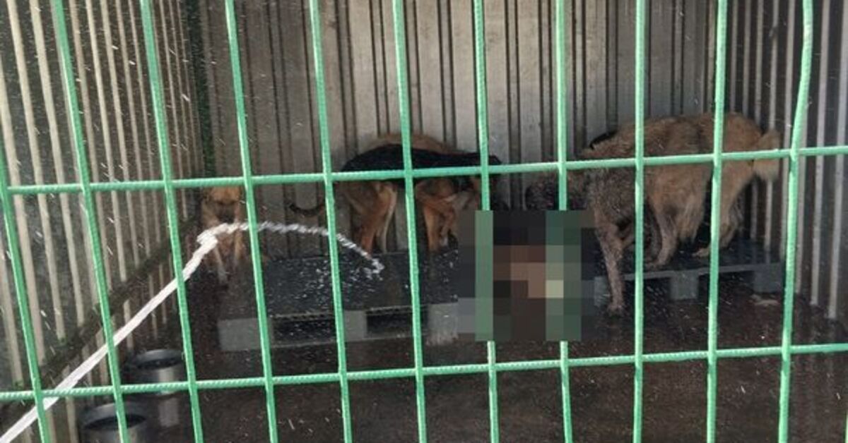 Barınakta aç köpekler, ölen köpeği yedi